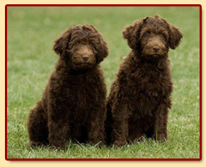 labradoodles_for_sale_pic_fleecemain