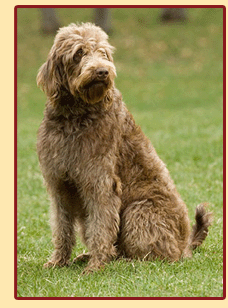 labradoodles_for_sale_pic_main1